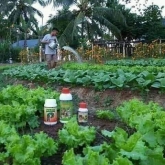 pupuk daun
