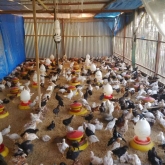Ayam Joper Bojonegoro